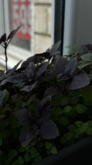 Purple basil and green herbs growing on an indoor windowsill with natural light, suitable for gardening and organic lifestyle themes.