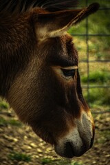 Fototapeta premium A close up of a donkey's face in a fenced in area