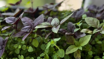 Horizontal view of purple basil alongside lush green ground cover plants, perfect for organic gardening and plant texture backgrounds.