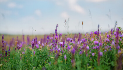 Wild flowers on meadow cloudy blue sky. Summer day field grass, cloud sky. field, summer landscape