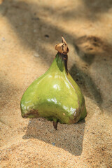 Sea Poison Tree or Fruits Barringtonia (L.Barringtonia asiatica)