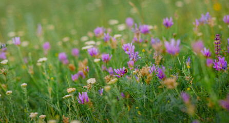 Naklejka premium Wild flowers on meadow cloudy blue sky. Summer day field grass, cloud sky. field, summer landscape