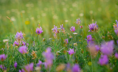 Wild flowers on meadow cloudy blue sky. Summer day field grass, cloud sky. field, summer landscape