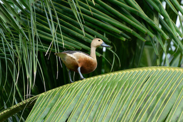 Fototapeta premium Duck Perched on a Palm Tree in a Natural Setting
