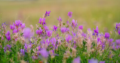 Naklejka premium Wild flowers on meadow cloudy blue sky. Summer day field grass, cloud sky. field, summer landscape