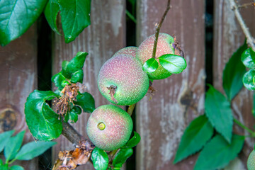 unripe quince fruits growing on a branch with green leaves, against a wooden fence background....