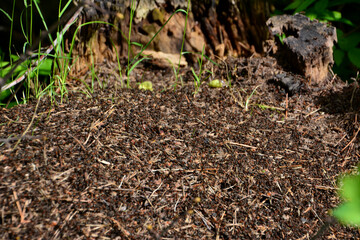 Close-up of an Ant Nest isolated in the summer forest