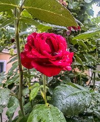 red rose in garden