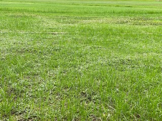 green grass field
