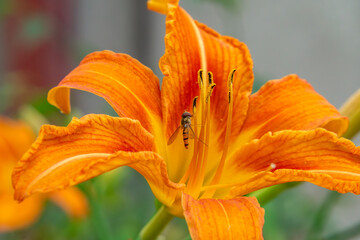 orange daylily flower with an insect collecting nectar inside the blossom, showcasing pollination in summer nature.