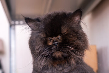 Closeup photo of a black cat with eyes closed, showing fur texture