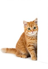 Adorable Ginger Kitten Peeking from Behind a White Background A Purrfectly Cute Pet Photo