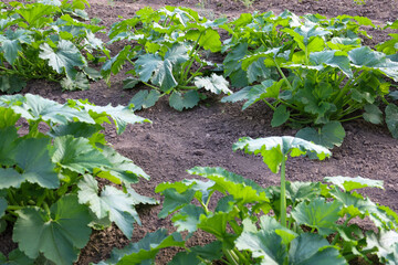 Large green zucchini leaves spread across the garden bed, demonstrating vigorous growth and healthy harvest potential. This scene reflects soil fertility and the natural power of plants.