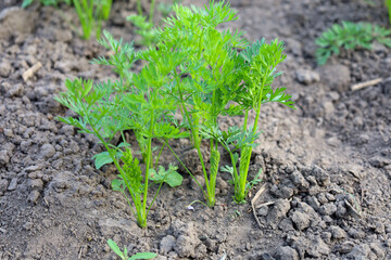 Young carrot shoots, vibrant green, break through the soil, foretelling a future harvest of crisp...