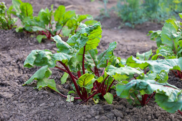 Young beet seedlings with vibrant green leaves and red stems grow in well-tended rows. This scene reflects the beginning of a healthy harvest and the freshness of organic produce.