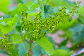 Vibrant green grape buds promise a future harvest unfolding on the vine. This young grape plant is...