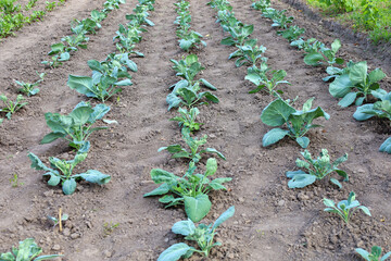 Young cabbage seedlings line up in neat rows on a well-tended garden bed. This scene showcases...