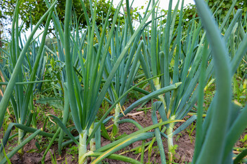 Young green onions with long leaves grow in a garden bed, creating an image of a fresh harvest. The...