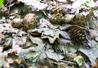 Pine cones and dry fallen leaves cover the forest floor, creating a rich texture and an autumn forest atmosphere. This shot reflects the natural cycle and the diversity of forest elements.