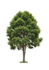 Obraz premium A mature deciduous tree with a dense canopy of lush, vibrant green leaves and a sturdy grey-brown textured trunk, standing on natural earth against a transparent studio background with diffused