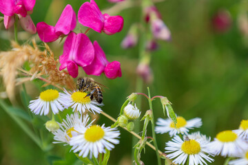 A bee actively collects nectar from a field daisy, situated among other blooming plants, including...