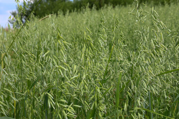 Young oat spikes sway in the wind, creating a picturesque agricultural field landscape. Lush greenery and an abundance of plants symbolize fertility and natural beauty.