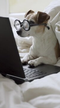 Dog in cozy white bed in poor vision  large round glasses looking at screen using laptop. freelancer working remotely. professional pet vertical video footage. seriously focused working from home