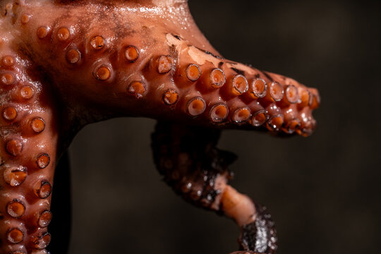 Close up of octopus tentacle with visible suckers