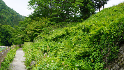 緑の小道