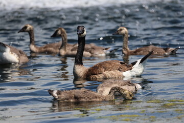adult Canada goose guarding gaggle of goslings grazing on pond on sunny summer day (geese close-up watching)