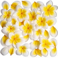 Scattered plumeria petals with water droplets, flat lay floral composition, transparent background PNG