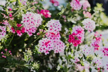 Beautiful bright pink flowers of Verbena on a summer sunny street. Selective focus.