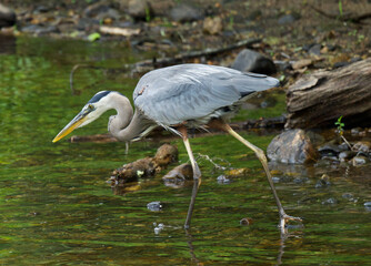 great blue heron