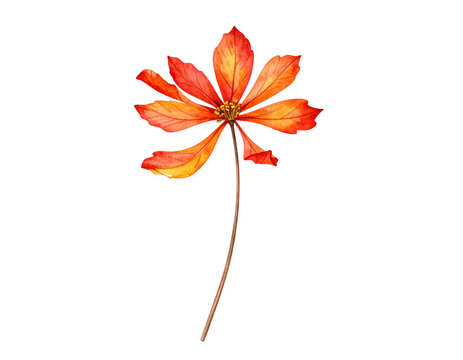 Young woman taking pictures with her smartphone PNG file no background - Firefly_Watercolor Fall Dry Flowers Clipart Isolated