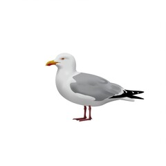 Fototapeta premium Grey and White Seagull Bird Profile on White Background