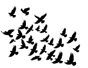 house with a roof HD transparent background PNG Stock Photographic Image .jpg - Firefly_black silhouette flock of birds backlit Isolate on transparent background PNG file 