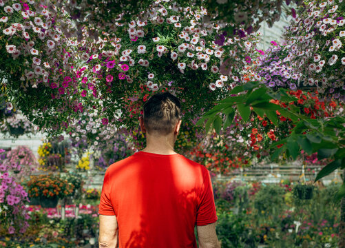 Man exploring colorful exotic plants in a greenhouse