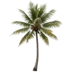 Single Tropical Palm Tree with Coconuts on White Background