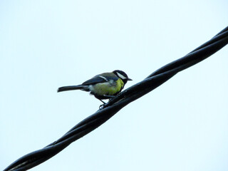 natural phylloscopus collybita bird photo	