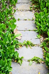 pathway in the green garden