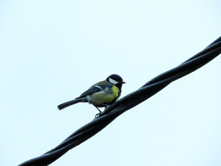 natural phylloscopus collybita bird photo	