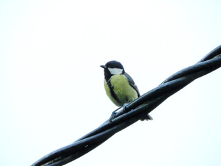 natural phylloscopus collybita bird photo	