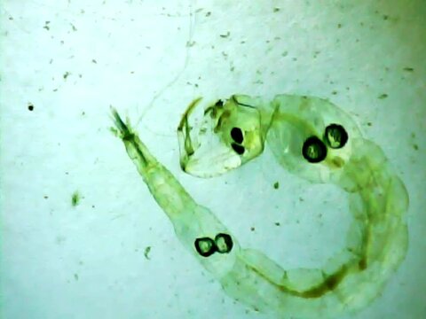 Phantom midge larva on a microscope glass
