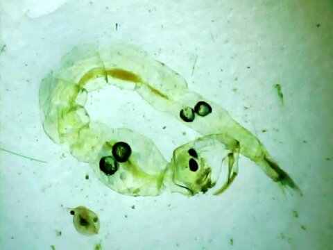 Phantom midge larva on a microscope glass