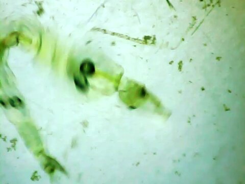 Phantom midge larva on a microscope glass