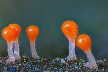 Orange slime mold - Trichia decipiens, it's a small protist organism