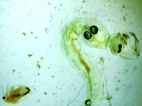 Phantom midge larva on a microscope glass
