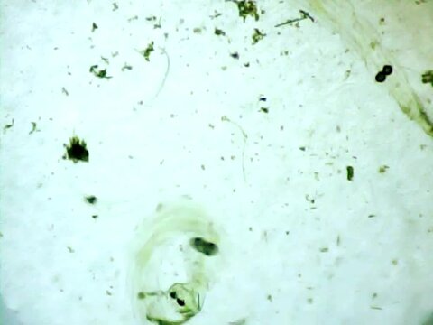 Phantom midge larva on a microscope glass