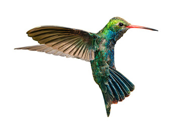 Broad-Billed Hummingbird (Cynanthus latirostris) Photo, in Flight Flashing His Colors, on a Transparent Isolated PNG Background © Jim