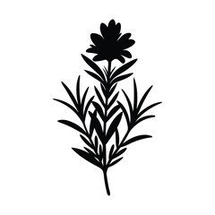 Fototapeta premium rosemary flower vector silhouette illustration